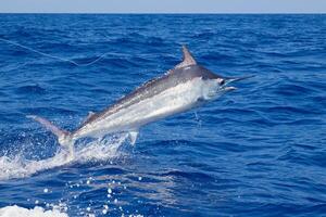 Preto marlin peixe-vela, billfish ou peixe-espada xiphias gládio. oceano natureza fotografia foto