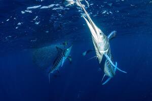 Preto marlin peixe-vela, billfish ou peixe-espada xiphias gládio. oceano natureza fotografia foto