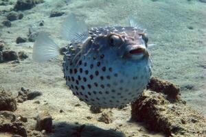 inflado baiacu peixe, porco-espinho peixe gostar uma balão. assustado baiacu fechar-se. embaixo da agua fotografia foto