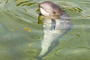 pacífico toninha focoena seio ou risso's golfinho, grampus griseu. oceano natureza fotografia foto