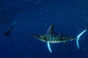 Preto marlin peixe-vela, billfish ou peixe-espada xiphias gládio. oceano natureza fotografia foto