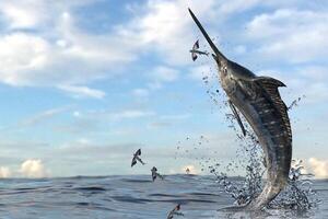 Preto marlin peixe-vela, billfish ou peixe-espada xiphias gládio. oceano natureza fotografia foto