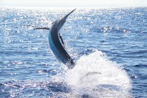 Preto marlin peixe-vela, billfish ou peixe-espada xiphias gládio. oceano natureza fotografia foto