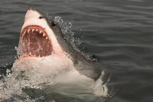 ótimo branco Tubarão perigoso atacante risco conceito, embaixo da agua criatura foto