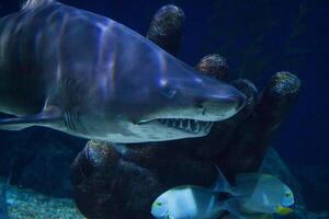 ótimo branco Tubarão perigoso atacante risco conceito, embaixo da agua criatura foto