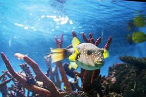 inflado baiacu peixe, porco-espinho peixe gostar uma balão. assustado baiacu fechar-se. embaixo da agua fotografia foto