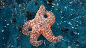 mar Estrela ou estrelas do mar orastra reticulatus em uma arenoso solo oceânico foto