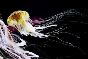 medusa com tentáculos natação dentro a água com uma Sombrio azul fundo, embaixo da agua criatura foto