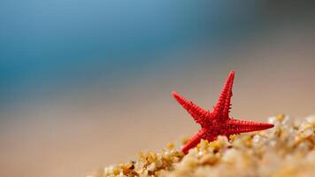 mar Estrela ou estrelas do mar orastra reticulatus em uma arenoso solo oceânico foto