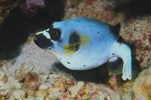 inflado baiacu peixe, porco-espinho peixe gostar uma balão. assustado baiacu fechar-se. embaixo da agua fotografia foto