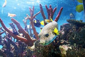 inflado baiacu peixe, porco-espinho peixe gostar uma balão. assustado baiacu fechar-se. embaixo da agua fotografia foto