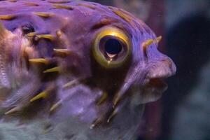 inflado baiacu peixe, porco-espinho peixe gostar uma balão. assustado baiacu fechar-se. embaixo da agua fotografia foto