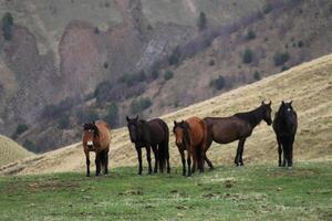 uma grupo do poderoso cavalos em pé juntos dentro a aberto campo com seco, dourado Relva dentro a montanhas e parece às a Câmera. calma Castanho garanhões em a fundo do a declive foto