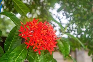 macro retrato do uma vermelho soka flor ou ixora chinensis com uma borrado fundo e bokeh do fresco verde folhas foto