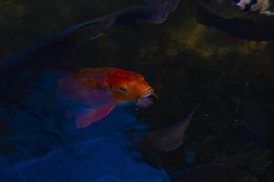 natação carpa dentro a lagoa foto