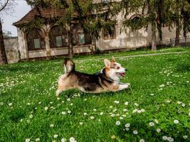 engraçado cachorro tricolor corgi Pembroke foto