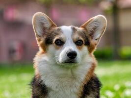 engraçado cachorro tricolor corgi Pembroke foto