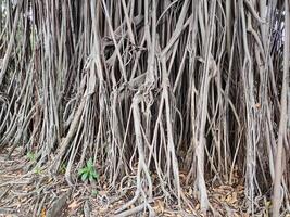 Forte e robusto banyan raízes foto