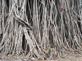 Forte e robusto banyan raízes foto