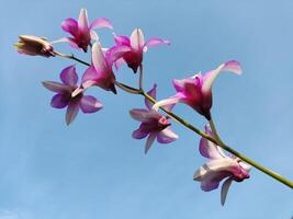 lindo orquídea contra azul céu foto