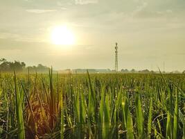 nascer do sol Visão sobre arroz Campos foto