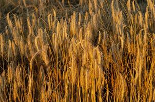 seco trigo campo às verão pôr do sol foto