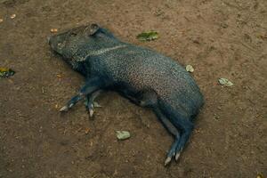 a selvagem javali é dormindo em a terra foto