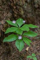 flor das estrelas Lisimachia latifolia foto