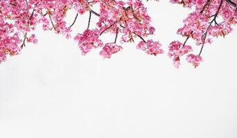 suave pastel cor, lindo cereja Flor florescendo com desbotando para dentro pastel Rosa sakura flor, cheia flor uma Primavera estação dentro Japão foto