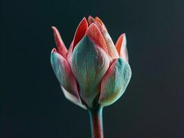 abertura broto do uma Rosa flor com esmeralda folhas. estético macro fotografia, fechar-se com Alto nitidez e contraste foto