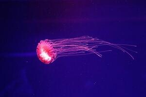 macro do uma lindo medusa crisaora pacifica foto