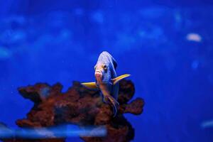 embaixo da agua tiro do peixe Pomacanthus semicirculatus foto