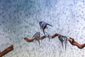 embaixo da agua tiro do peixe pterophyllum escalar altum foto