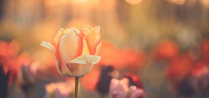 surpreendente fresco tulipa flores florescendo dentro tulipa campo debaixo fundo do embaçado tulipa flores debaixo pôr do sol claro. romântico primavera natureza lindo natural Primavera cena, textura para Projeto copyspace foto