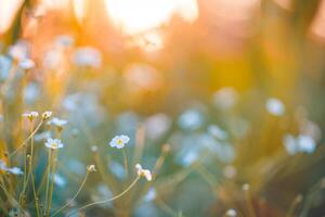 Sonhe fantasia suave foco pôr do sol campo panorama do branco flores e Relva Prado caloroso dourado hora pôr do sol nascer do sol Tempo bokeh. tranquilo Primavera verão natureza fechar-se. abstrato borrado floresta fundo foto