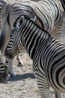 zebras bonitos no parque nacional de etosha. rebanho de animais. namibia foto