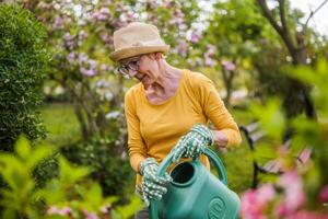 feliz Senior mulher goza rega plantas dentro dela jardim. foto