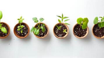 uma linha do pequeno panelas com plantas foto