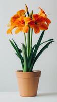 em vaso plantar com laranja flores foto