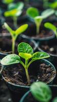 grupo do pequeno panelas preenchidas com plantas foto