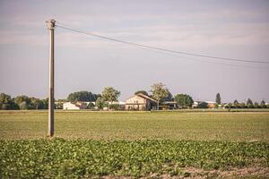 campo cultivo dentro norte Itália 3 foto