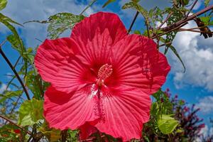 hibisco flor dentro flor foto