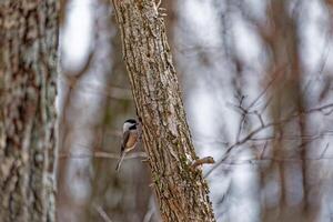 chickadee pássaro fazer uma ninho foto