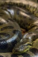 verde anaconda, eunectes murino, sucuri serpente. enorme foto