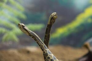 cascavel, crotalus atrox. ocidental diamante. perigoso serpente. foto