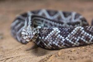 cascavel, crotalus atrox. ocidental diamante. perigoso serpente. foto