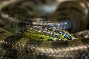 verde anaconda, eunectes murino, sucuri serpente. enorme foto