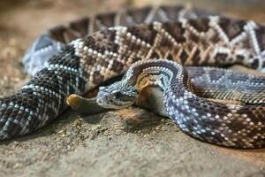 cascavel, crotalus atrox. ocidental diamante. perigoso serpente. foto