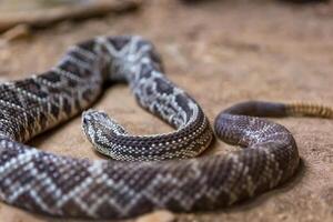 cascavel, crotalus atrox. ocidental diamante. perigoso serpente. foto