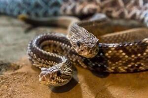 cascavel, crotalus atrox. ocidental diamante. perigoso serpente. foto